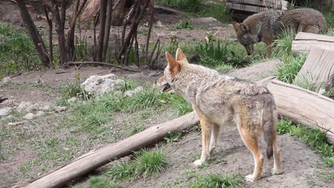 two curious, healthy adult coyotes explore country yard unbothered