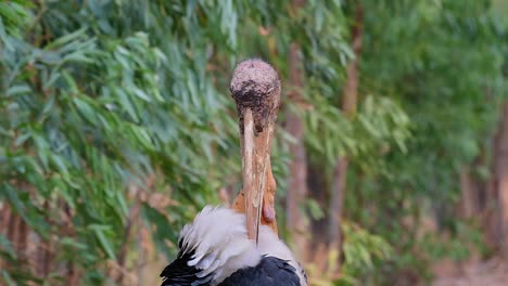 Greater-Adjutant,-Leptoptilos-dubius,-Buriram,-Thailand