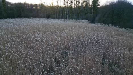 Flying-at-low-altitude-over-ears-of-wheat