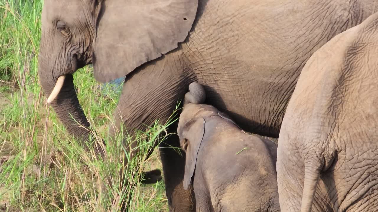 disparo de la familia del elefante