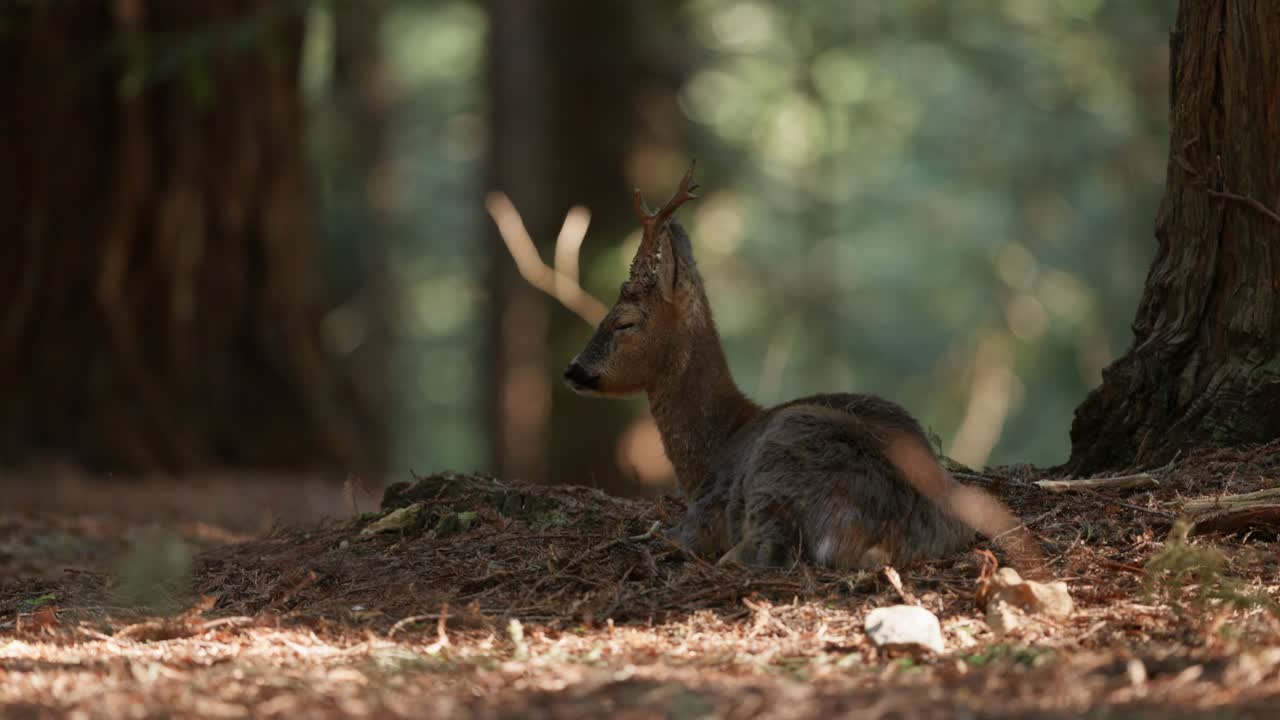 Drowsy Roe Deer lying down napping on leaf litter of forest floor, low angle