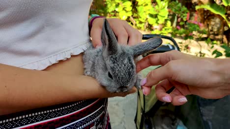 small rabbit