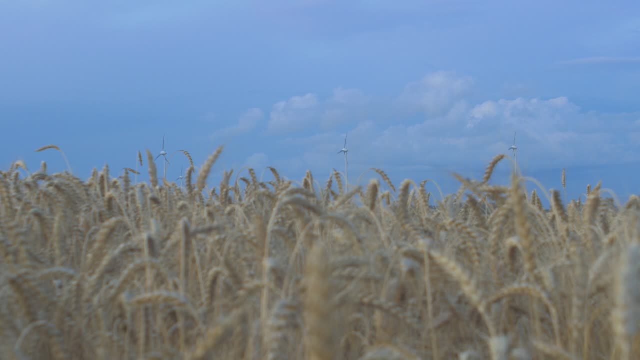 Wind turbine farm producing renewable energy for green ecological world at beautiful sunset, defocused ripe golden wheat field in the foreground, medium shot