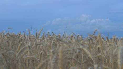 Wind-turbine-farm-producing-renewable-energy-for-green-ecological-world-at-beautiful-sunset,-defocused-ripe-golden-wheat-field-in-the-foreground,-medium-shot