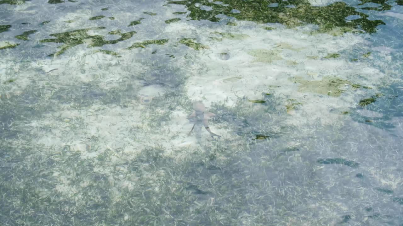 Juvenile baby black tip reef shark swimming in shallows through seagrass in Raja Ampat, West Papua, Indonesia