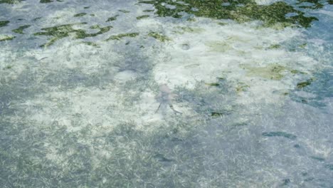 Juvenile-baby-black-tip-reef-shark-swimming-in-shallows-through-seagrass-in-Raja-Ampat,-West-Papua,-Indonesia