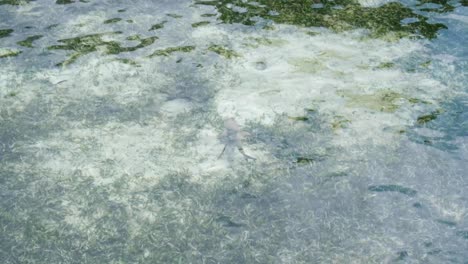 juvenil tiburón de arrecife de punta negra nadando en aguas poco profundas a través de la hierba marina en raja ampat, papúa occidental, indonesia