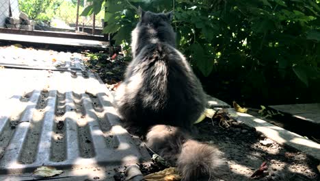 fluffy grey cat sitting on the street in the shade near the bush