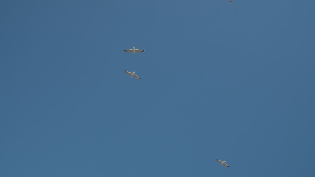 하늘 에 있는 새 들 의 무리