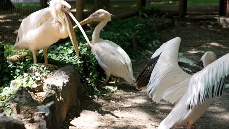 pelicans bask in sunlit greens. pelicans gather on a sunny day, showcasing their wings while standing near greenery in a tranquil environment