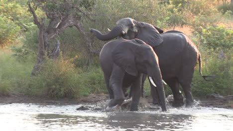Elefanten-Spielen-Zusammen-In-Einem-Wasserloch-In-Afrika
