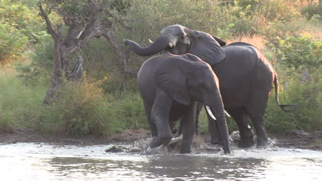 elephants playing together in a waterhole in africa