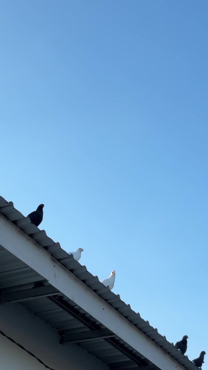 Pigeons Perched on a Metal Roof Against a Clear Blue Sky