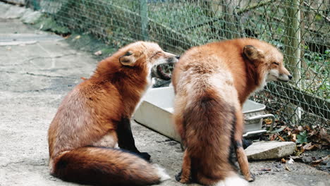 Red-Fox-Howling-While-One-Looks-Into-The-Distance-At-Zao-Fox-Village-In-Miyagi,-Japan