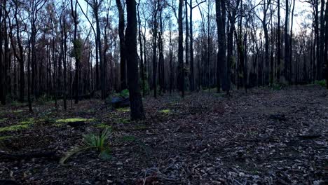 Panorámica-Lenta-A-Través-De-Un-Hermoso-Y-Tranquilo-Bosque-En-El-Suroeste-De-Australia