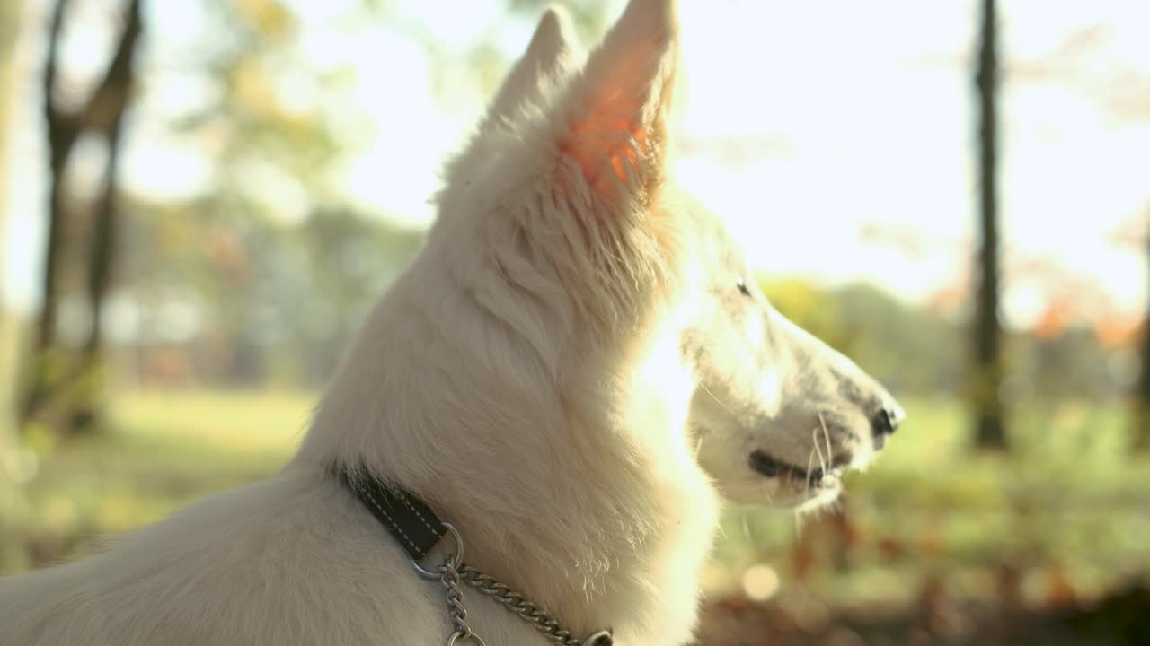 깃이 햇빛을 바라보고 있는 흰색 스위스 셰퍼드의 4k 샷을 궤도를 돌고 있습니다.