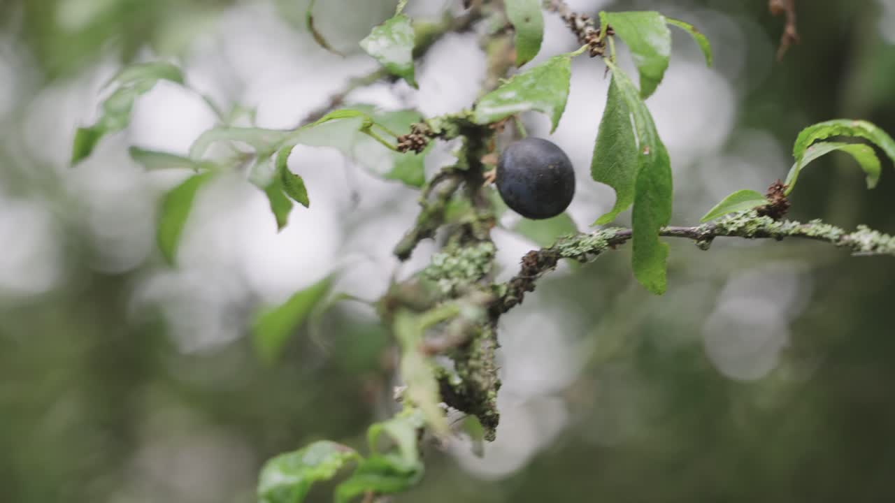 나뭇가지에 있는 유기농 야생 블루베리 과일 클로즈업
