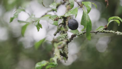 Close-up of an organic wild blueberry fruit on a branch