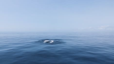 Whales-gently-break-the-surface-of-a-calm-ocean-day-while-travelling-along-the-Gold-Coast-Humpback-highway-coastline-in-Australia