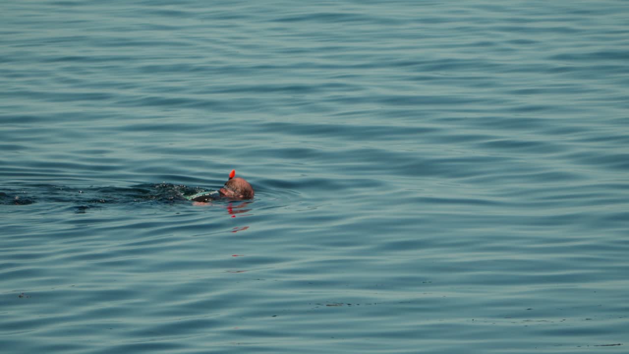 Lone snorkeler drifts on calm blue water, mask and fins visible, capturing a serene moment of ocean exploration and leisure