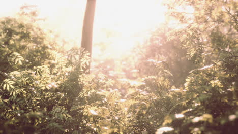 Bosque-Brumoso-Al-Amanecer-Del-Primer-Día-De-Otoño.