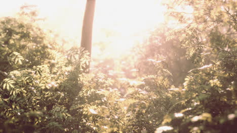 bosque brumoso al amanecer en el primer día de otoño.