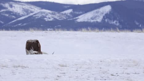 テキサスロングホーン牛、雪に覆われた牧草地、草を食べる、4k