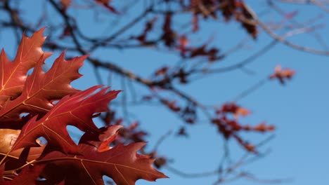 red leaves swaying on a tree branch