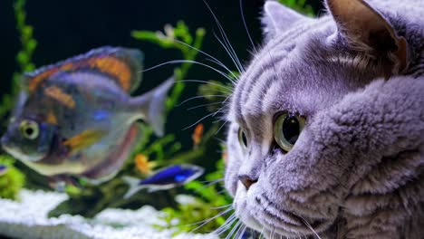 curious british shorthair cat watching fish in aquarium