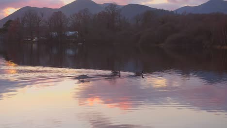 Aves-Acuáticas-Flotando-Sobre-La-Tranquila-Agua-Derwentwater-De-Keswick-Durante-La-Puesta-De-Sol-En-Lake-District,-Cumbria,-Inglaterra