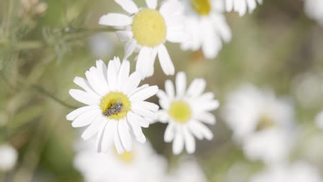 fly on a daisy flower on a sunny day