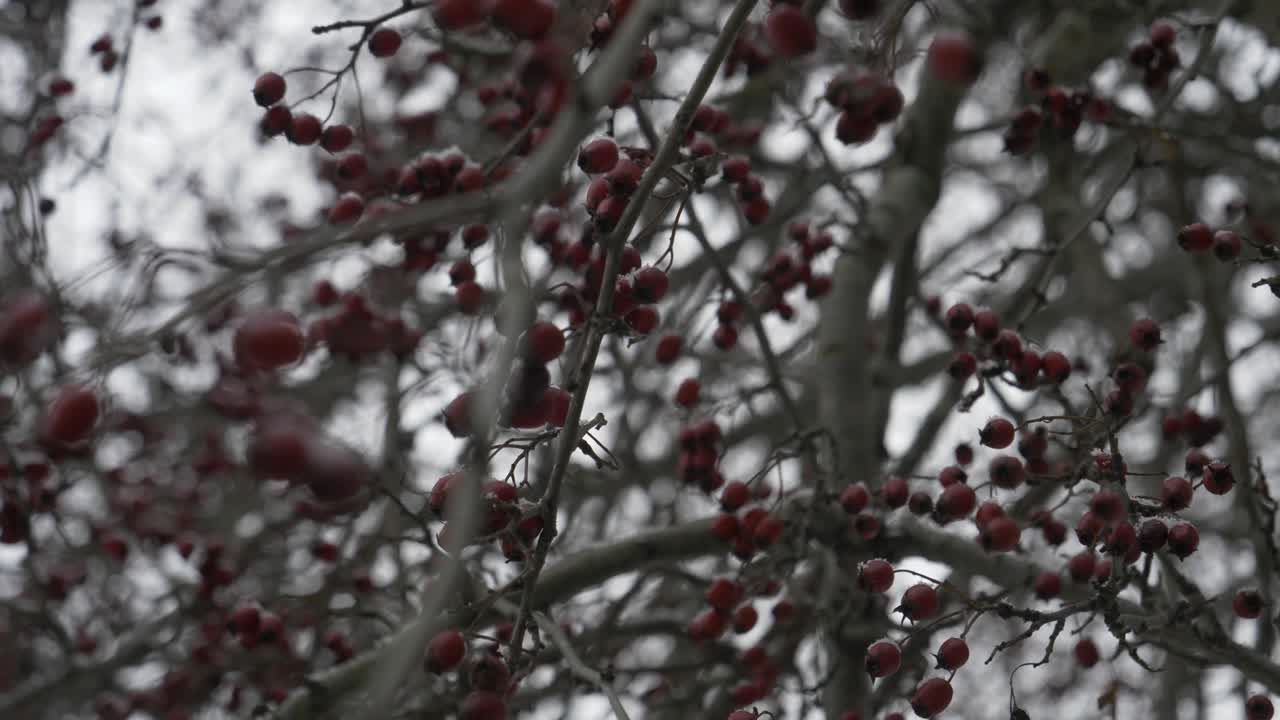 In the Doftana Valley in Romania I found a rosehip tree. The color of the rose hips is a bright red and the weather is winter at the beginning.