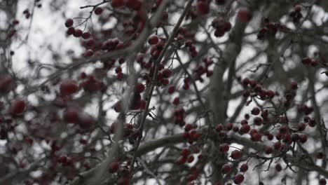 in the doftana valley in romania i found a rosehip tree. the color of the rose hips is a bright red and the weather is winter at the beginning.