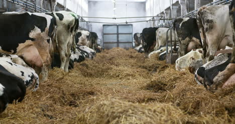 cow eating hay in farm barn agriculture dairy cows in agricultural farm barn stable 2