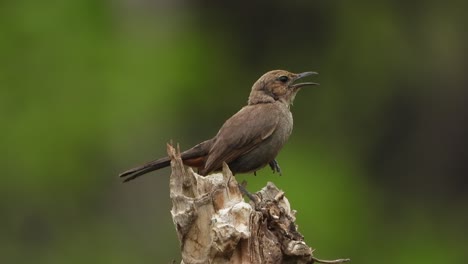 Black-robin-relaxing-in-tree-