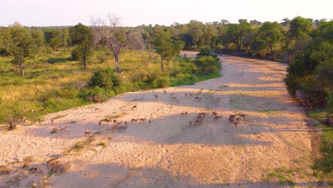 large group of wild african deers at kruger national park, south africa