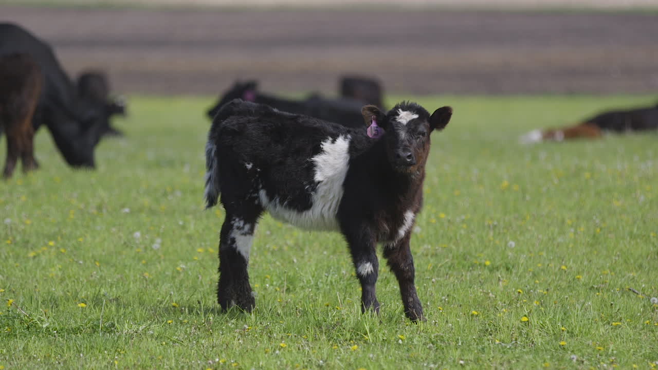 Young Dairy Cow on a Farm in Iowa Looking at Camera. Slow Motion