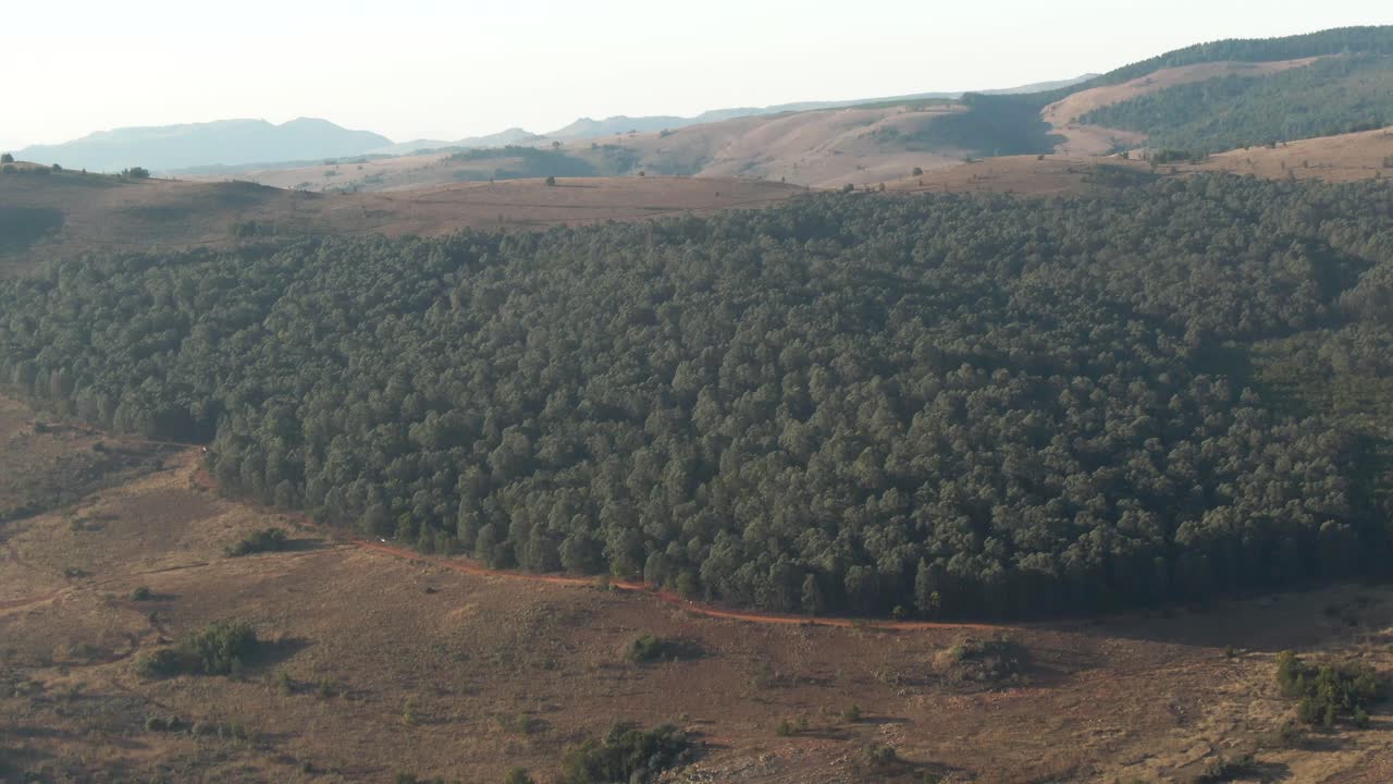 съемка с дрона зимой леса из сосен в южной африке