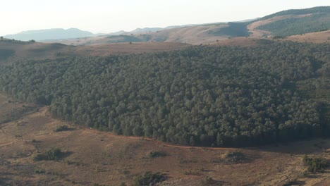 Drone-aerial-footage-of-A-forest-of-pine-trees-in-Southern-Africa-during-winter