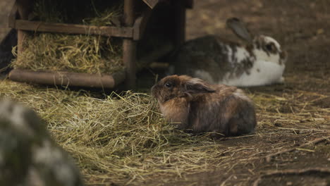 brown-furry-domestic-rabbit-eating-hay-on-the-ground