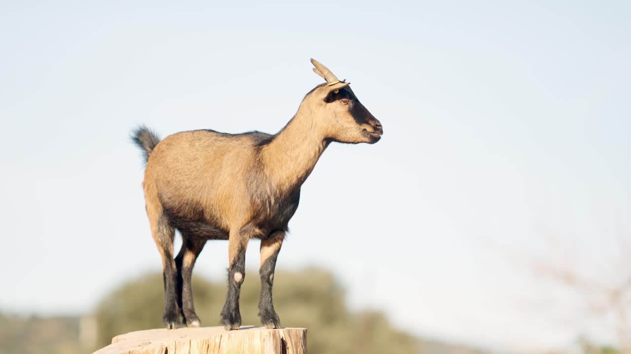 Capra nana nigeriana marrone che bela su un tronco d'albero in un campo