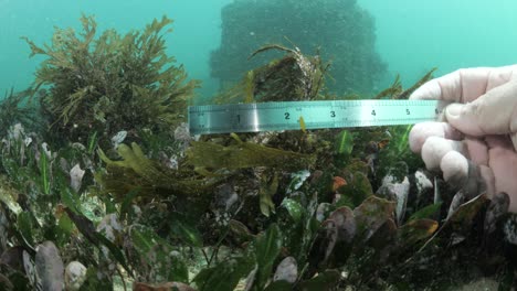 marine citizen science research underwater measurement and data collection on ocean seagrass and coral