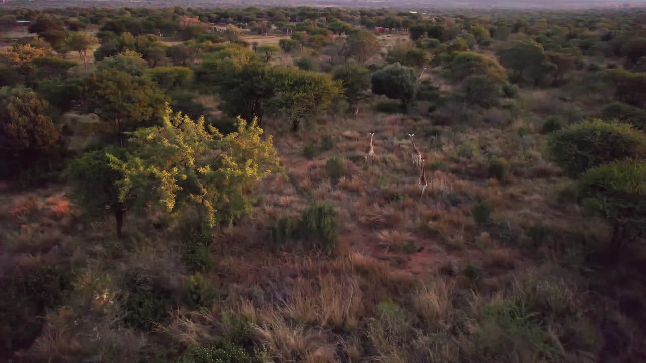 familia con jirafas jóvenes corriendo en el safari africano salvaje