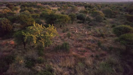 familia con jirafas jóvenes corriendo en el safari africano salvaje