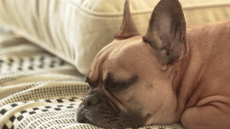 a close-up of a thoughtful french bulldog lying down, its face resting on a patterned blanket, capturing the quiet moment and the pet's pensive expression