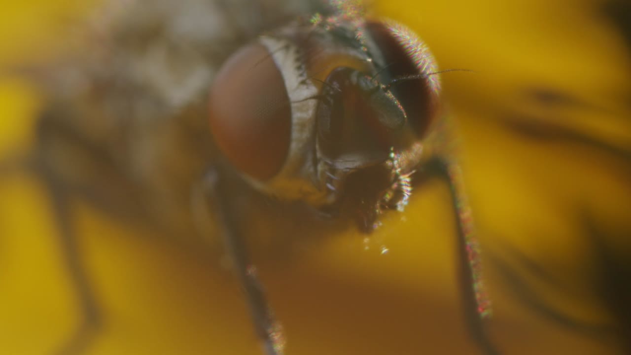 mosca doméstica en macro acercamiento extremo en ojos detallados
