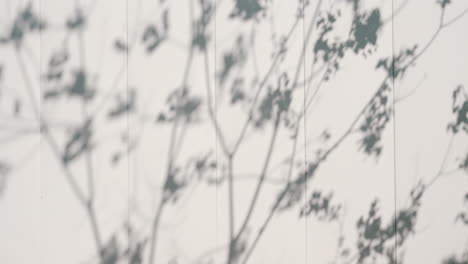 abstract shadows of tree branches and leaves cast on a light surface