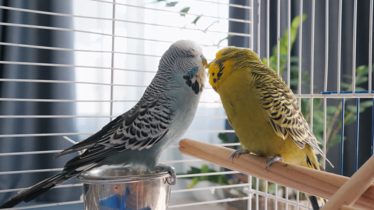 Two Budgies in Cage