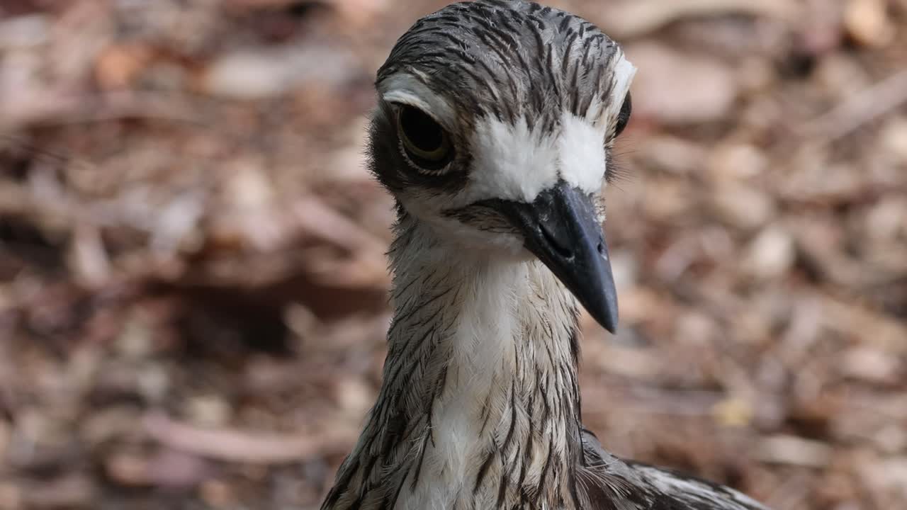 Detailed observation of a bird's head movements