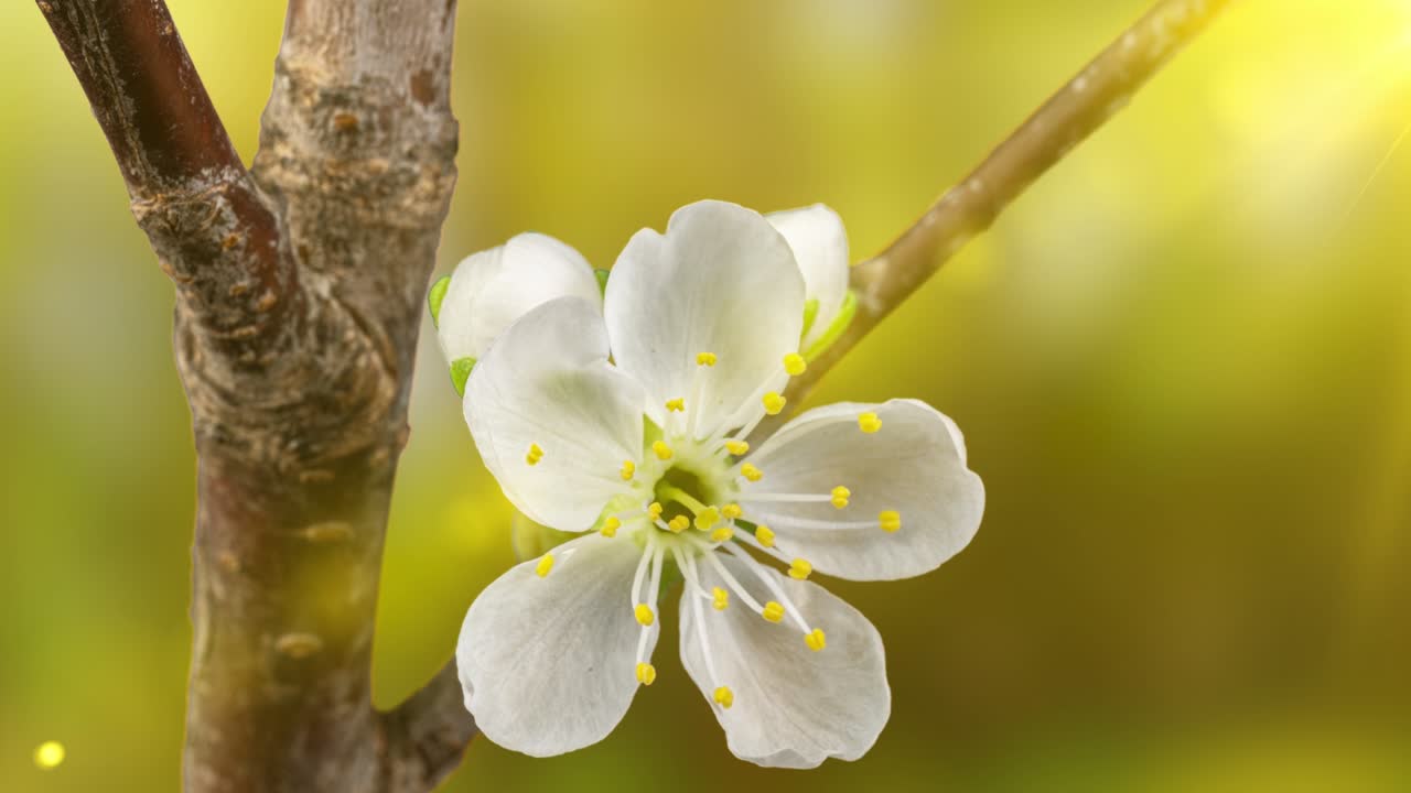 Beautiful Spring Cherry tree flowers blossom timelapse, extreme close up. Time lapse of Easter fresh blossoming cherry closeup. 4K UHD video